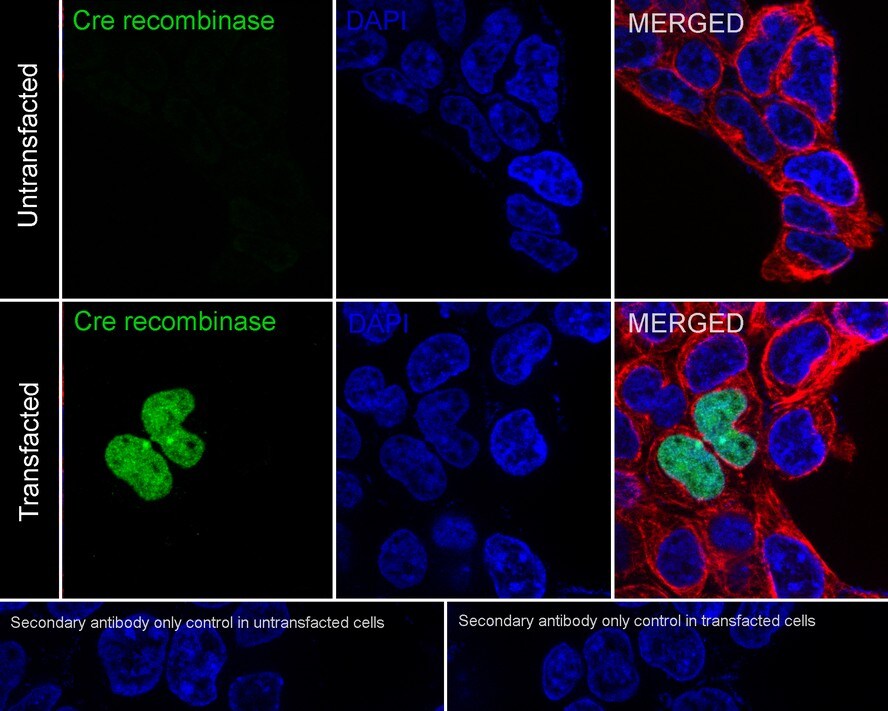 Cre Antibody (PSH01-93)