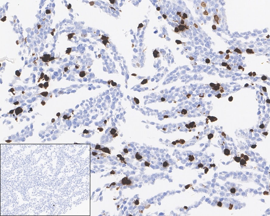 Cre Antibody (PSH01-93)