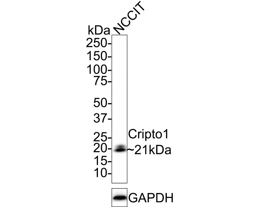 CRIPTO Antibody (JE48-67) Western Blot: CRIPTO Antibody (JE48-67) [NBP3-32220]