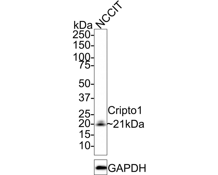 CRIPTO Antibody (JE33-31)
