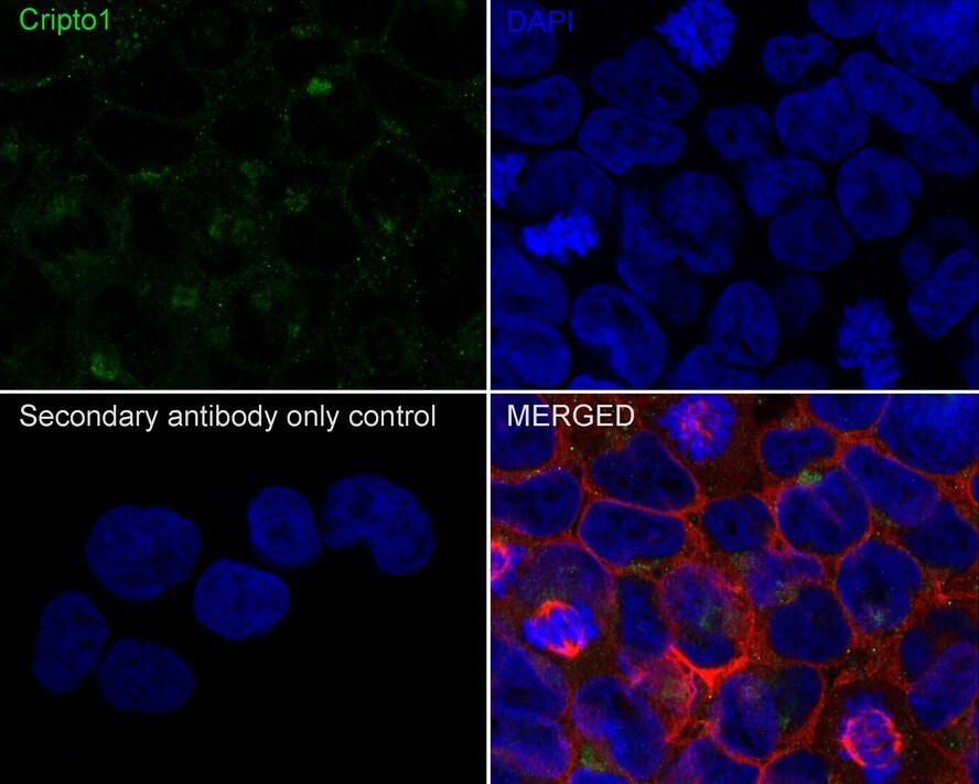 CRIPTO Antibody (JE33-31)