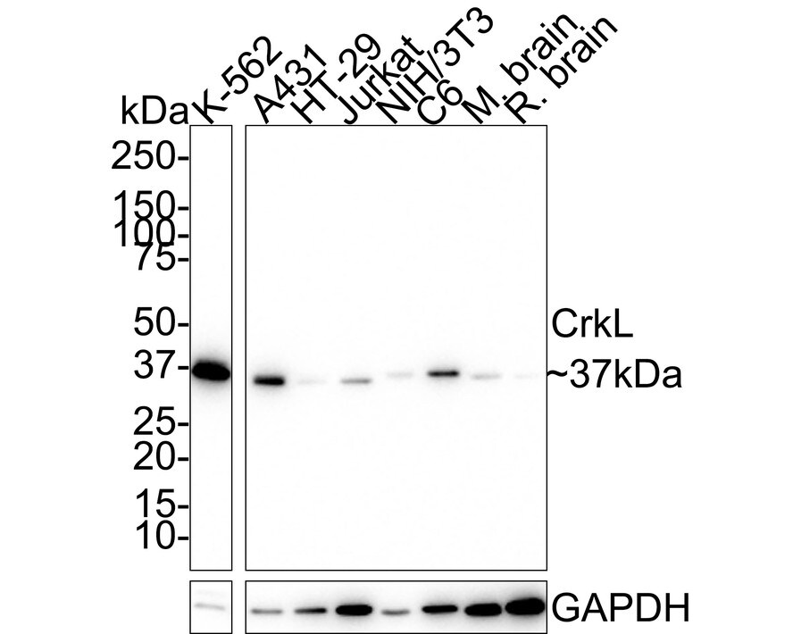 CrkL Antibody (JE50-21) Western Blot: CrkL Antibody (JE50-21) [NBP3-32222]