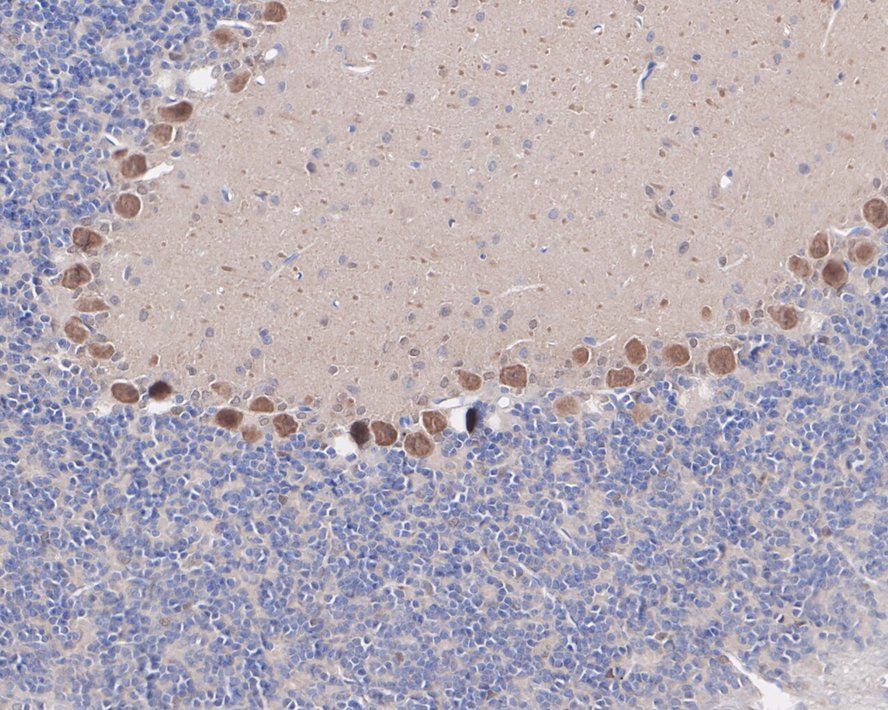 CrkL Antibody (JE50-21)