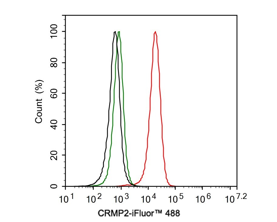 CRMP2 Antibody (JE31-53)