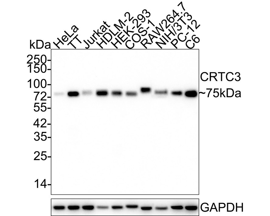 TORC3/CRTC3 Antibody (JE63-18) Western Blot: TORC3/CRTC3 Antibody (JE63-18) [NBP3-32226]