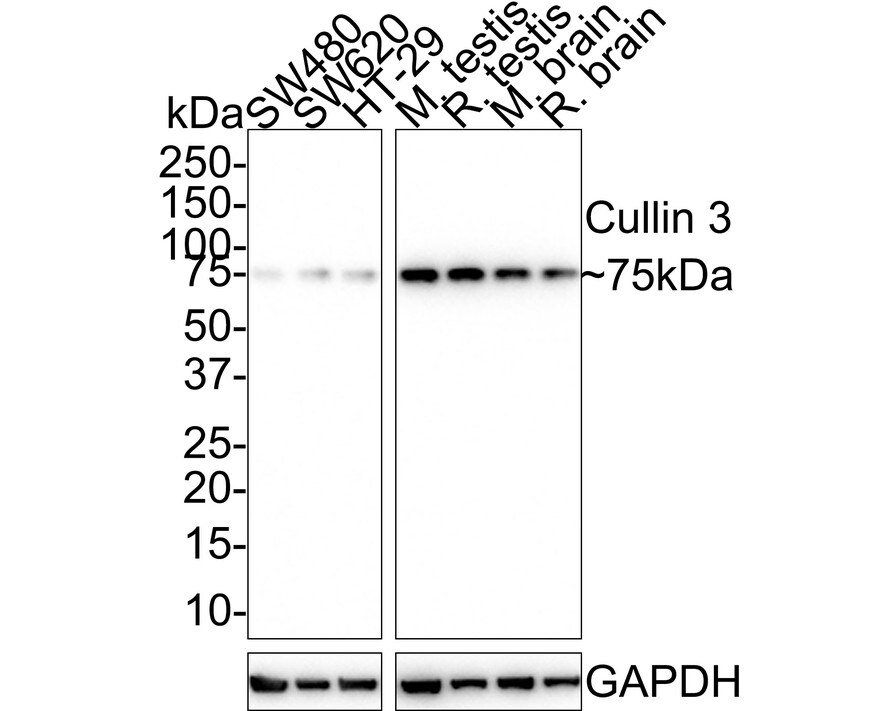 Cullin 3 Antibody (JE37-29) Western Blot: Cullin 3 Antibody (JE37-29) [NBP3-32232]