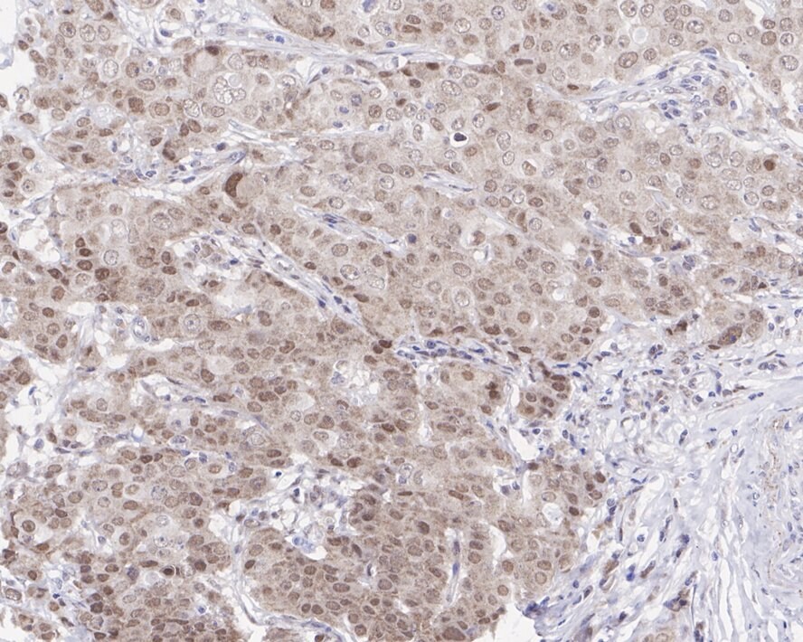 Cullin 3 Antibody (JE37-29)