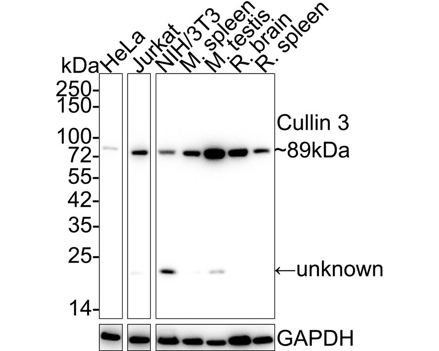 Cullin 3 Antibody (JE57-80) Western Blot: Cullin 3 Antibody (JE57-80) [NBP3-32233]