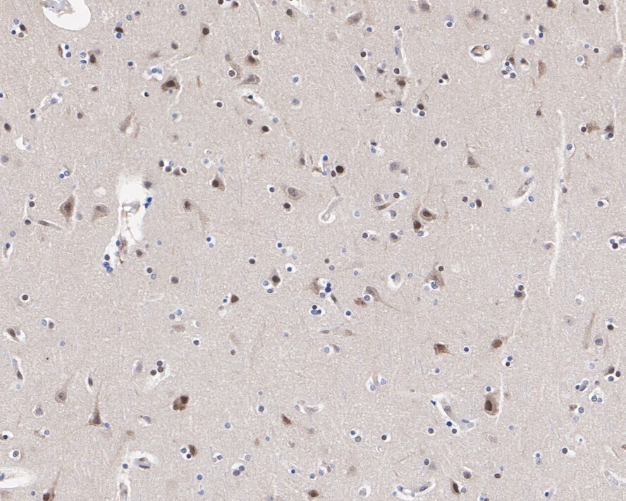 Cullin 3 Antibody (JE57-80)