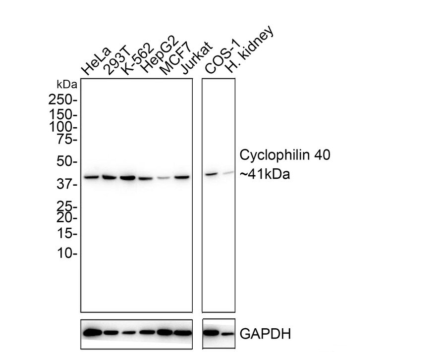 Cyclophilin 40 Antibody (PSH02-71) Western Blot: Cyclophilin 40 Antibody (PSH02-71) [NBP3-32238]
