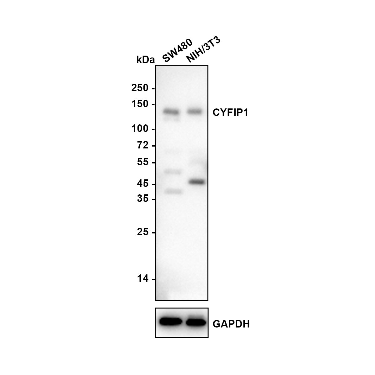 CYFIP1 Antibody (JE64-11) Western Blot: CYFIP1 Antibody (JE64-11) [NBP3-32239]