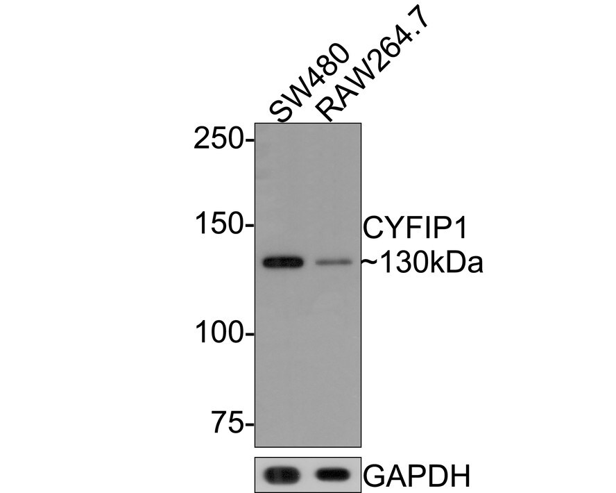 CYFIP1 Antibody (JE64-11)
