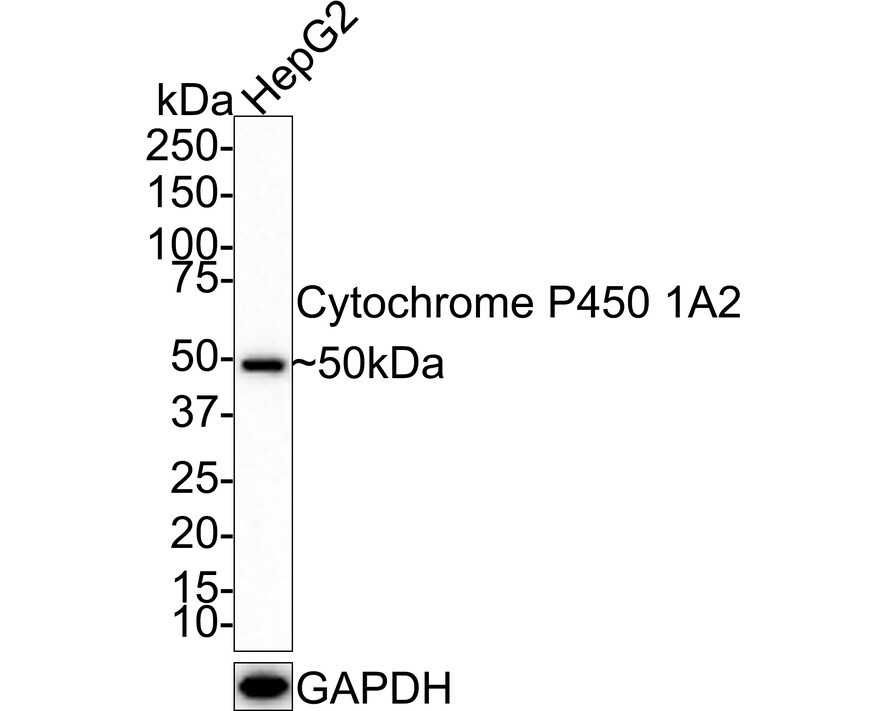 Cytochrome P450 1A2 Antibody (JE39-22)
