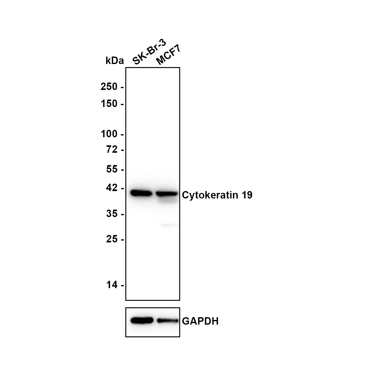 Cytokeratin 19 Antibody (A3D1-R) Western Blot: Cytokeratin 19 Antibody (A3D1-R) [NBP3-32247]