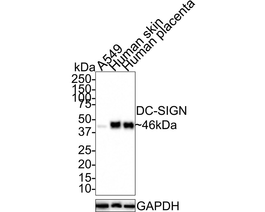 DC-SIGN/CD209 Antibody (JE31-24)