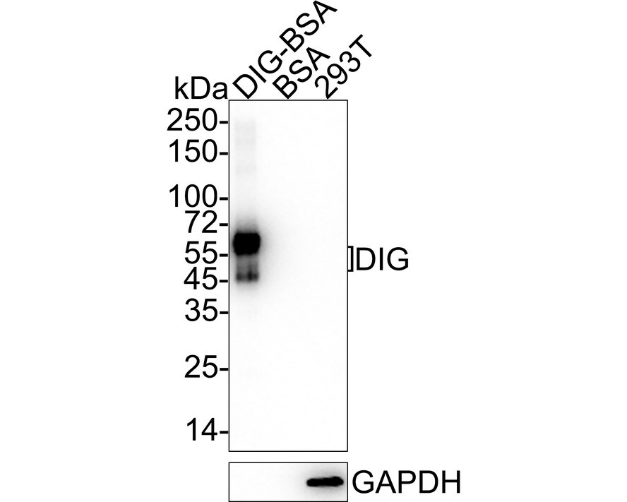 Digoxigenin Antibody (PSH04-39) Western Blot: Digoxigenin Antibody (PSH04-39) [NBP3-32266]