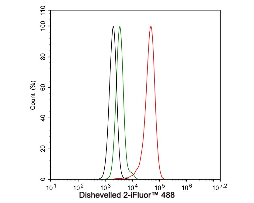 Dishevelled-2 Antibody (PSH04-07)