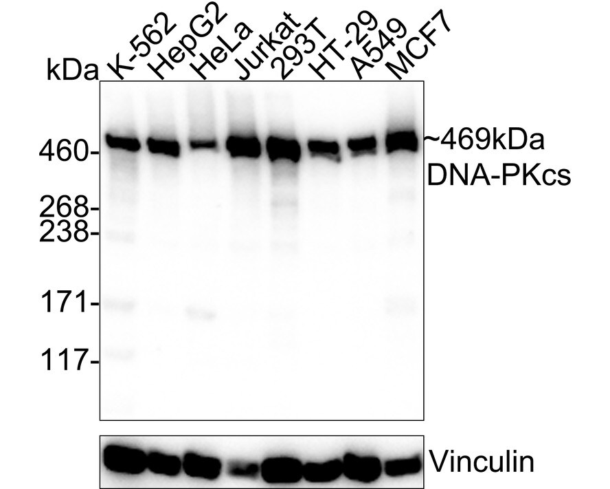 DNA-PKcs Antibody (2-B3-R) Western Blot: DNA-PKcs Antibody (2-B3-R) [NBP3-32272]