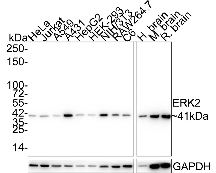 ERK2 Antibody (C3B12-R)
