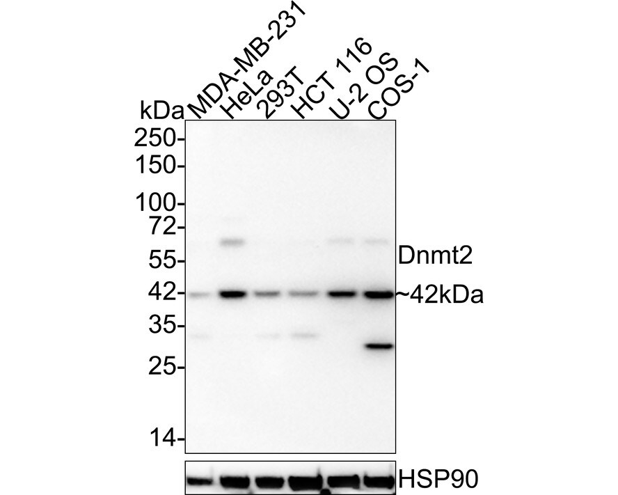 Dnmt2 Antibody (PSH03-43)