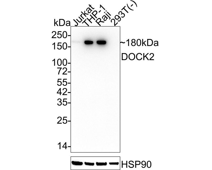 DOCK2 Antibody (JE53-62) Western Blot: DOCK2 Antibody (JE53-62) [NBP3-32276]