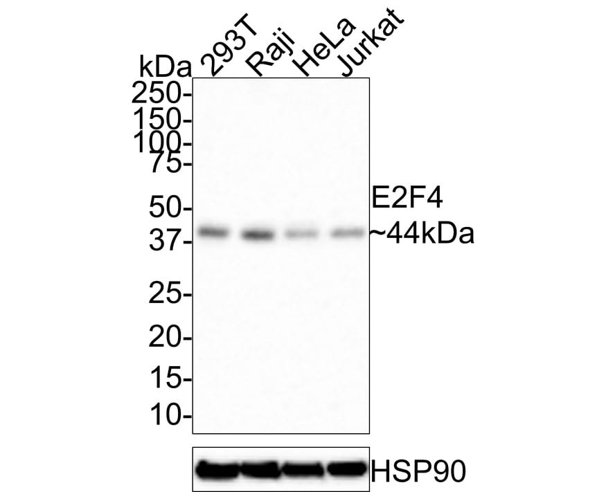 E2F-4 Antibody (PSH0-45)