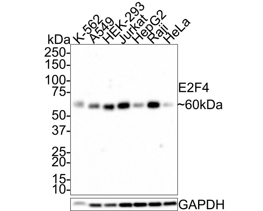 E2F-4 Antibody (JE40-78)