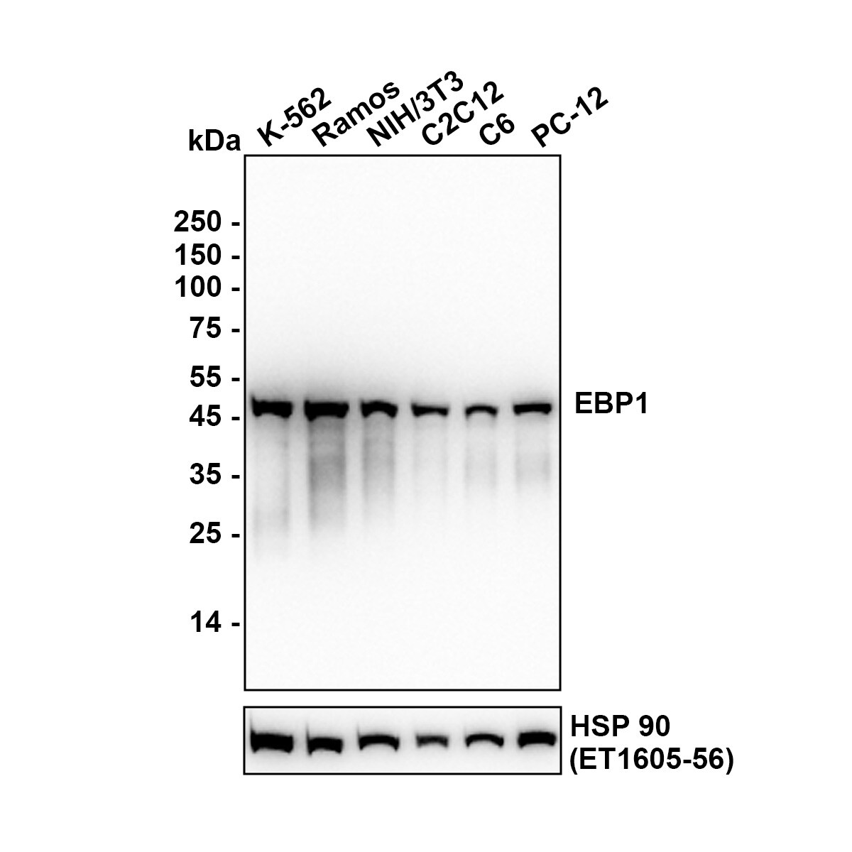 PA2G4/EBP1 Antibody (JE35-48) Western Blot: PA2G4/EBP1 Antibody (JE35-48) [NBP3-32288]