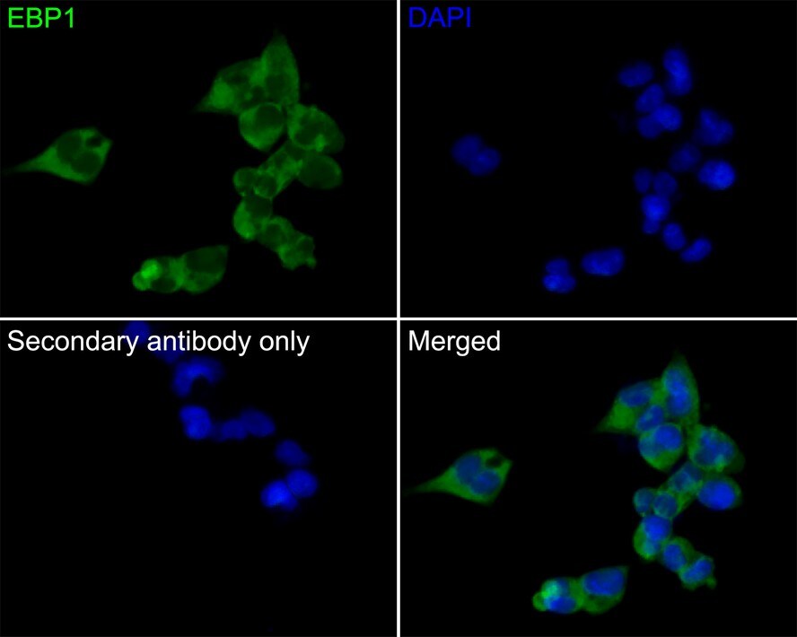 PA2G4/EBP1 Antibody (JE35-48)