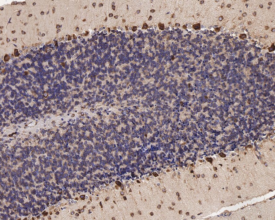 PA2G4/EBP1 Antibody (JE35-48)