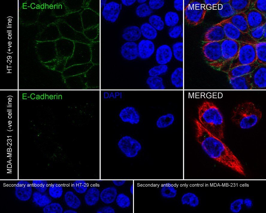 E-Cadherin Antibody (SY0287)