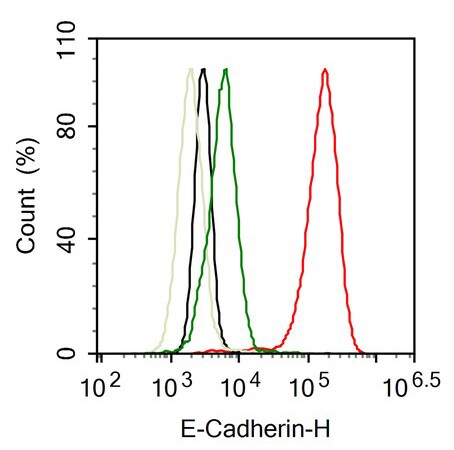E-Cadherin Antibody (SY0287)