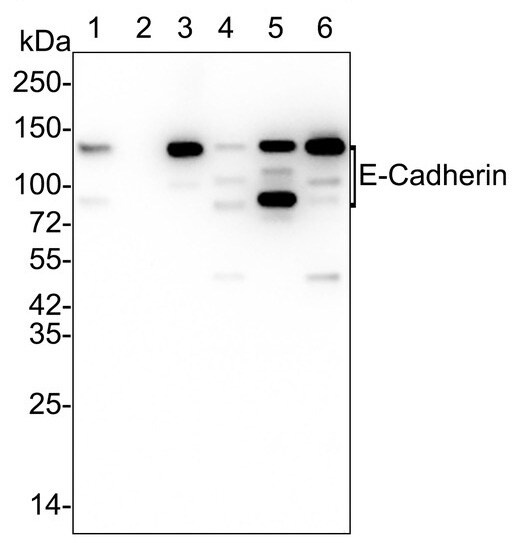 E-Cadherin Antibody (SY0287)