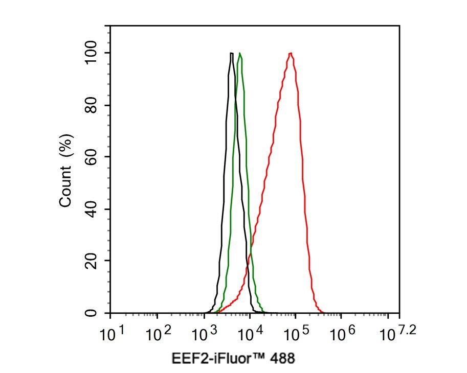eEF-2 Antibody (JE32-57)