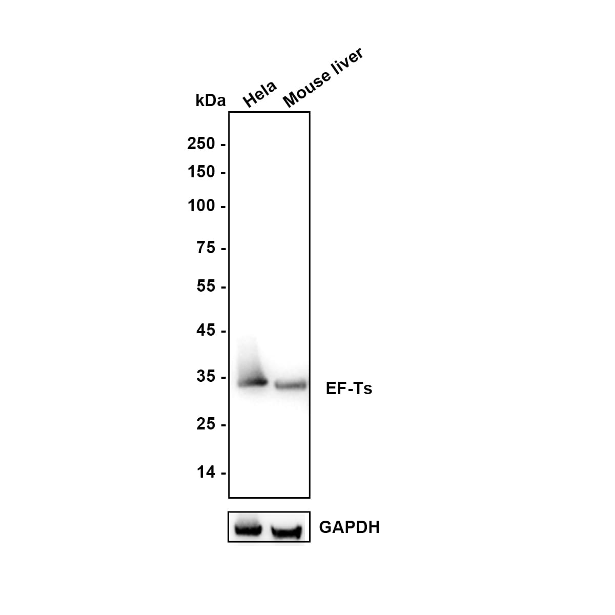 TSFM Antibody (JE64-29) Western Blot: TSFM Antibody (JE64-29) [NBP3-32294]