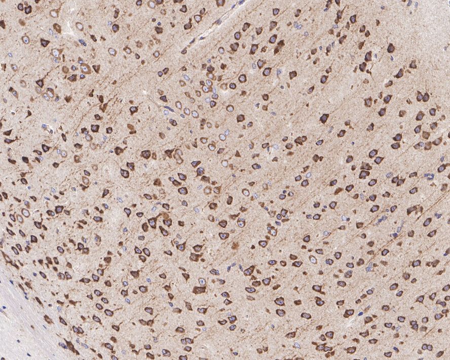 EIF3A Antibody (JE58-60)