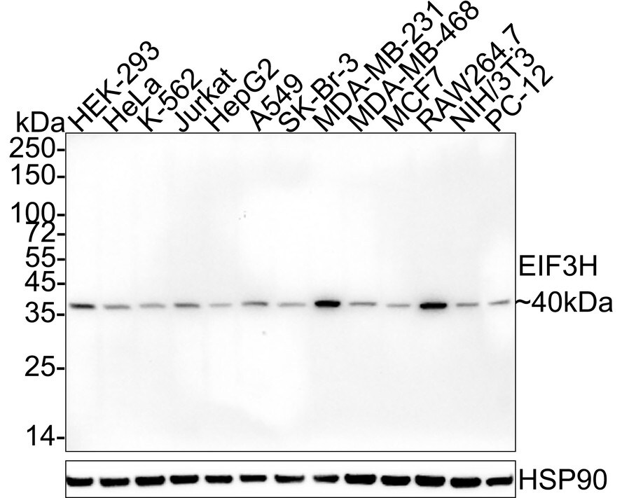 EIF3S3 Antibody (PSH04-49) Western Blot: EIF3S3 Antibody (PSH04-49) [NBP3-32298]