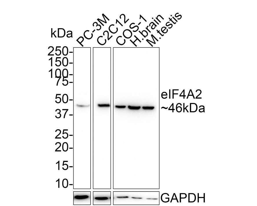eIF4A2 Antibody (PSH01-88) Western Blot: eIF4A2 Antibody (PSH01-88) [NBP3-32300]