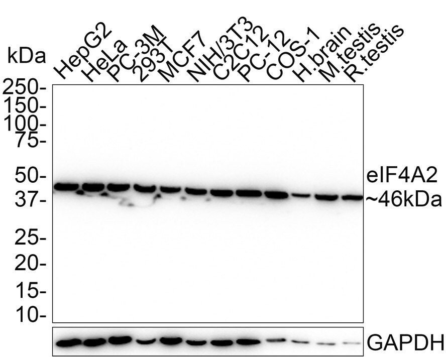 eIF4A2 Antibody (PSH01-89) Western Blot: eIF4A2 Antibody (PSH01-89) [NBP3-32301]