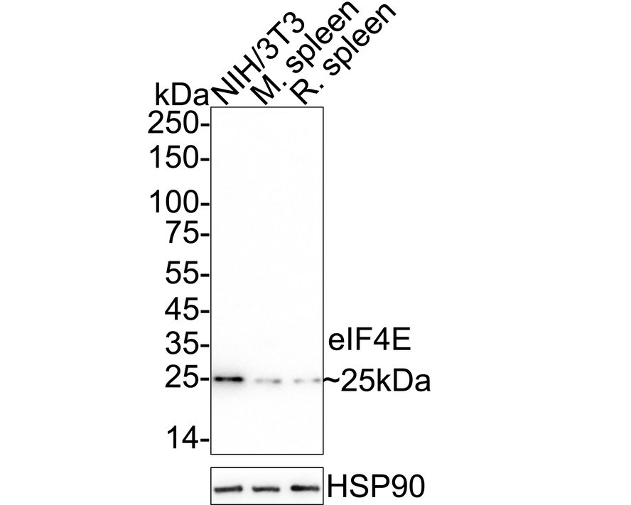 eIF4E Antibody (JE60-70) Western Blot: eIF4E Antibody (JE60-70) [NBP3-32302]