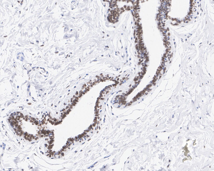 Emerin Antibody (PSH01-85)