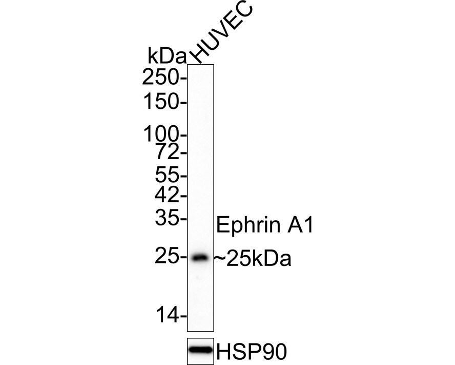 Ephrin-A1 Antibody (A7B10-R) Western Blot: Ephrin-A1 Antibody (A7B10-R) [NBP3-32312]