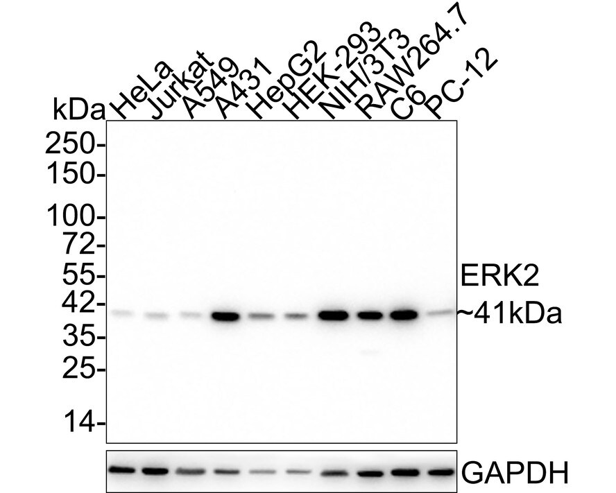 ERK2 Antibody (5-D2-R)