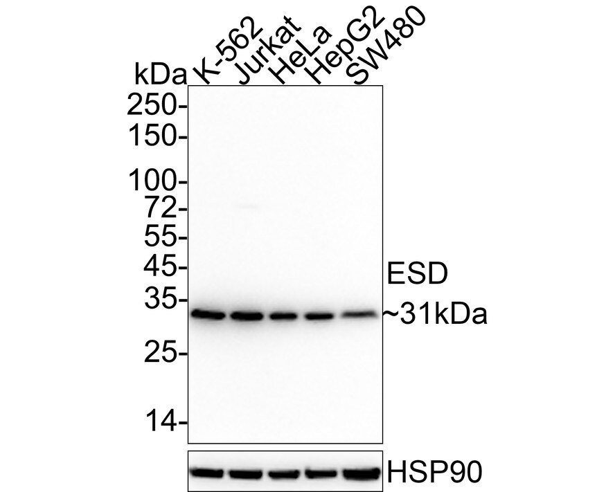 ESD Antibody (J0-8-R) Western Blot: ESD Antibody (J0-8-R) [NBP3-32319]