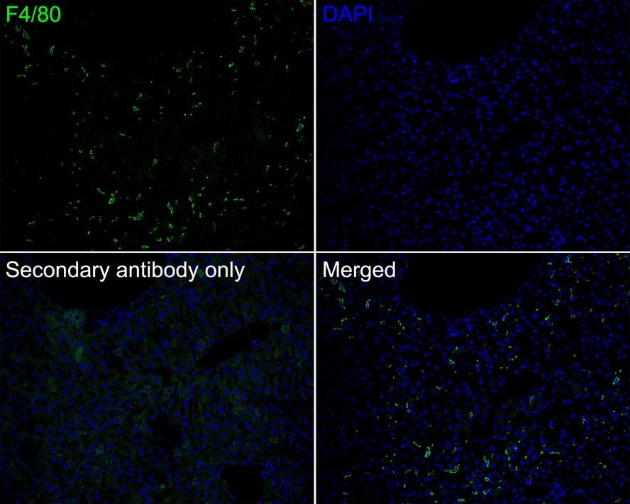 F4/80 Antibody (PSH0-85)