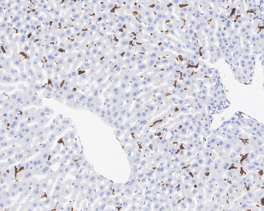 F4/80 Antibody (PSH01-87)