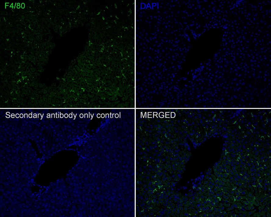 F4/80 Antibody (PSH01-87)