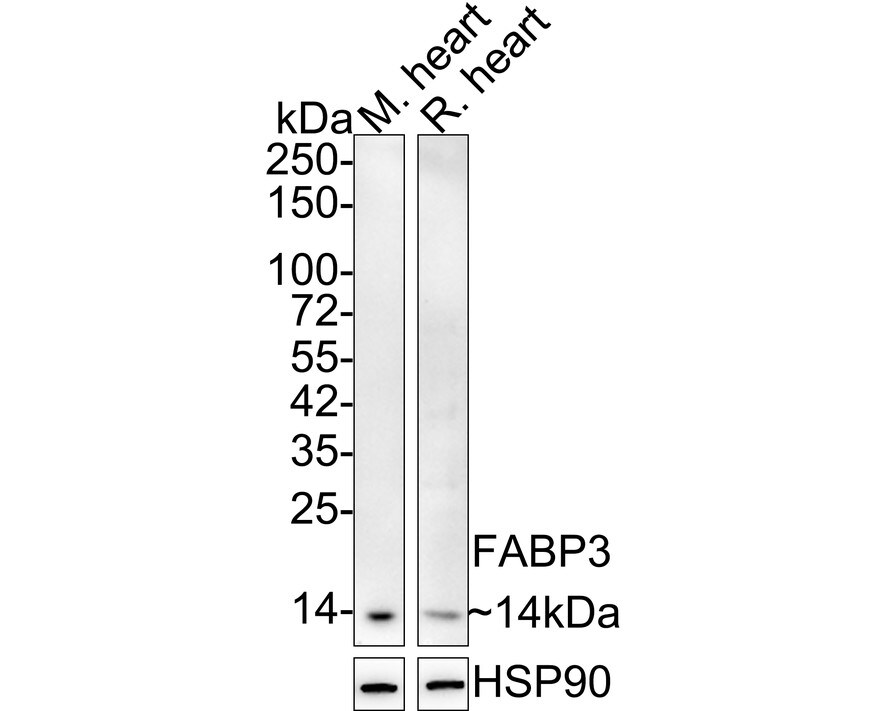 FABP3/H-FABP Antibody (JE53-37) Western Blot: FABP3/H-FABP Antibody (JE53-37) [NBP3-32325]