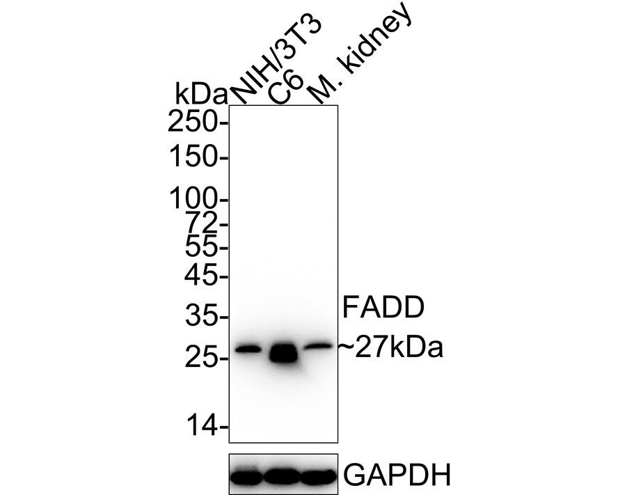 FADD Antibody (JE32-76) Western Blot: FADD Antibody (JE32-76) [NBP3-32327]