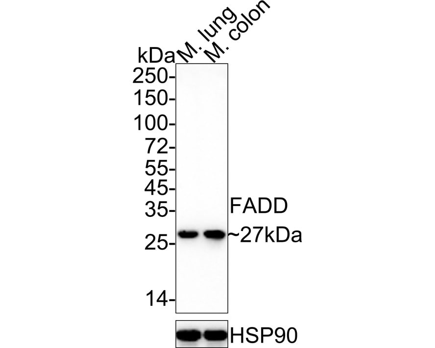 FADD Antibody (JE32-76) Western Blot: FADD Antibody (JE32-76) [NBP3-32327]